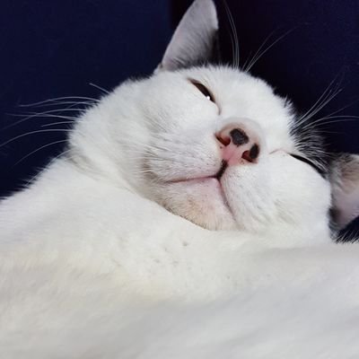 PankunKawaii's profile picture. 白黒猫のパンくん&びびちゃんと暮らしてますฅ•ω•ฅ   無言フォロー🆗ですにゃ
