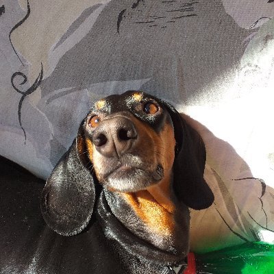 Zbidelj2's profile picture. 