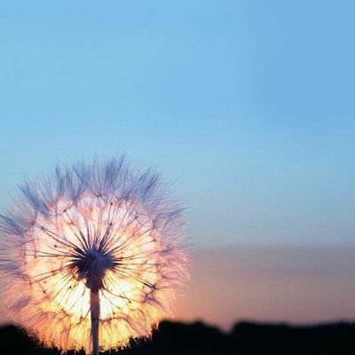 srisiam1's profile picture. 