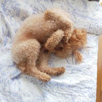 あんずとくう (@mlmyselfish) 's Twitter Profile