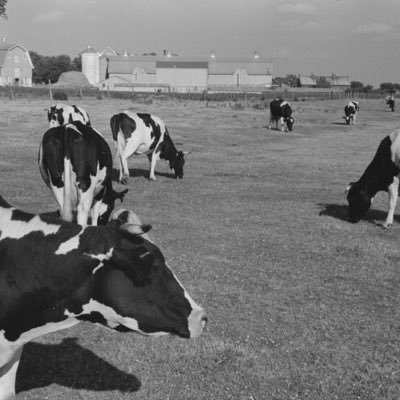 usufructionist's profile picture. 