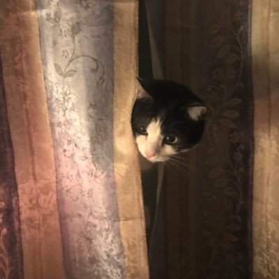 kisalarisaa's profile picture. Курю и читаю книжки.