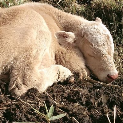 ayaka_nandina's profile picture. 牛に囲まれた生活 → 都会で営業マン✨体重が増す毎日、、、