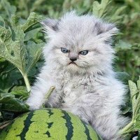 Natsche (@natsche2) 's Twitter Profile