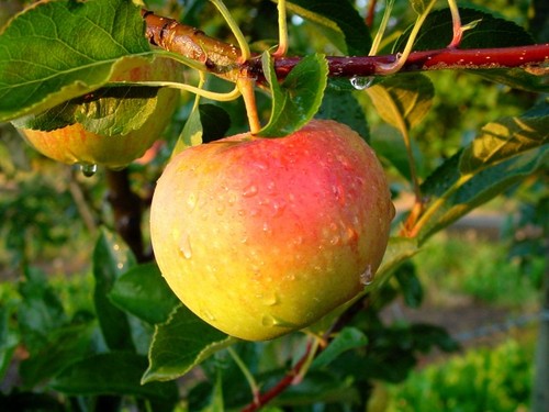 sg1306's profile picture. 