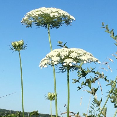 DoreenMcavoy's profile picture. Catholic/Librarian/Teacher~~~MG author~FERN VALLEY MYSTERY SERIES/ELK LAKE Publishing, Inc.~~~Lucky wife & proud mom of 4 young men, 2 crazy dogs, & 3 birds :)