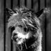 Alpaker213 (@alpaker213) Twitter profile photo Alpaker213 (@alpaker213) Twitter profile photo