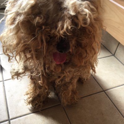 新しい家族 ネグレクト犬を保護しました Wanko Twitter