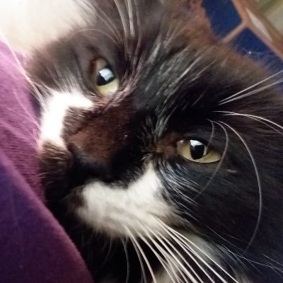 CKCC's profile picture. Hi, I'm Flower! I live in a little house with my mama @MariasMusings & papa & a bunch of kitties, including my formerly feral mom cat. We are the CKCC CATS!
