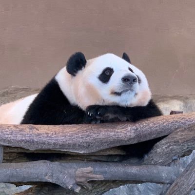 selfbuilder24's profile picture. 田舎でひっそりと小さな会社3つの雇われ役員しながらDIY生活中。趣味は山林開拓してのセルフビルド自宅建築作業と、そのための体力づくりに筋トレ。