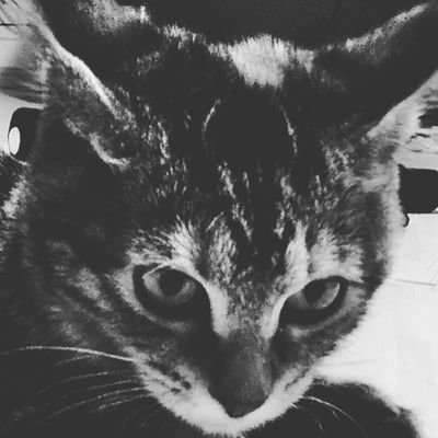 キジトラ (@kijitora2021) / Posts / X