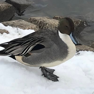 kashiwaguin12's profile picture. 