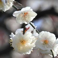 nisan (@hi64578323) Twitter profile photo