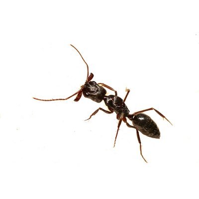 (21) Commonly known as trap-jaw ants, species in Odontomachus have a pair of large, straight mandibles capable of opening 180 degrees. These jaws are locked in