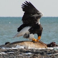 野付半島ネイチャーセンター (@notsuke_nc) 's Twitter Profile