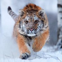 Fotos de naturaleza (@fonaturaleza) 's Twitter Profile Photo