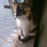 SergioVillasmi5's profile picture. Soy muy amable con las personas y con mi familia .Mayormente me la paso con mis amigos y mi gata