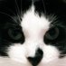 ERRM 🐱🤜🏻🤛🏻 🇦🇷🇪🇸 (@errm2010) Twitter profile photo ERRM 🐱🤜🏻🤛🏻 🇦🇷🇪🇸 (@errm2010) Twitter profile photo