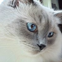 🇺🇲Vote Democratic🇺🇲 (@recdna) 's Twitter Profile