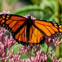 UIC_CIM²AS (@cim2as) 's Twitter Profile