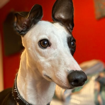 ChairboyPete's profile picture. Wycombe born and bred, London resident since ‘01. Wycombe Wanderers home and away 🪑. McLaren F1, Trance, Whippets, pubs and beer. Opinions my own.