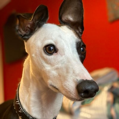 Wycombe born and bred, London resident since ‘01. Chairboys / 3 Lions, McLaren F1 and Trance are my three loves. Oh and beer. And pubs. And my Whippet.