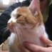 Paws (@miauwpaws) Twitter profile photo Paws (@miauwpaws) Twitter profile photo