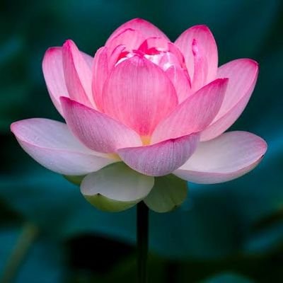 Lotus is most emblematic of the faith within ourselves. Aim to edify; living life with unwavering faith, as the lotus does, ensures the most beautiful
