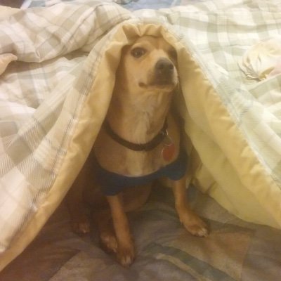 splodem's profile picture. 