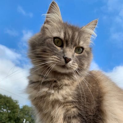 QuigleyAlison's profile picture. currently studying with the OU as well as door woman and personal slave to Elsa and Phoebe, princesses of Dumfriesshire. Resistance is futile 😺