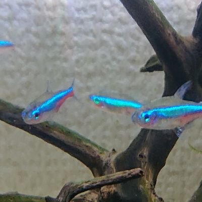 VaccaMay's profile picture. 