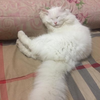 Bananasssss1's profile picture. 