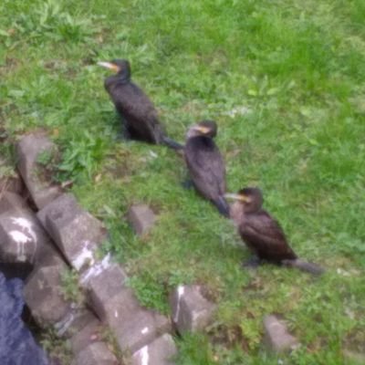 xibs0PNWVcUljf7's profile picture. ろばを売りに行く親子