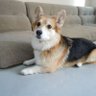 monaka47363805's profile picture. コーギーもなかさん🐶
自営業（ペットシッター）
保管業　明石 20202065号