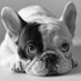 Frenchie (@frenchieecon) Twitter profile photo Frenchie (@frenchieecon) Twitter profile photo