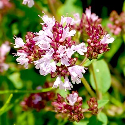 花薄荷 Nry6zg8j3rcorkr Twitter 花薄荷 Nry6zg8j3rcorkr Twitter