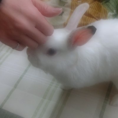 うさぎのお家 みのりご飯 Minorigohan Usa Twitter うさぎのお家 みのりご飯 Minorigohan Usa Twitter