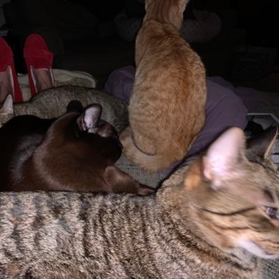 5 rescue kitties and 2 adopted greyhounds, ranging from 11-1/2 years to 10 months. We keep Mom and Dad on their toes. Tabbies and black cats/dogs rule!