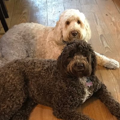 AussieDoodle siblings. Don’t shed. Do sleep on the bed. Barking at deer and squirrels our area of expertise.