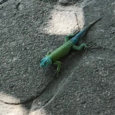 Bono_box77's profile picture. 