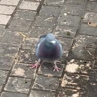 乂煞氣a楓影乂さんのプロフィール画像