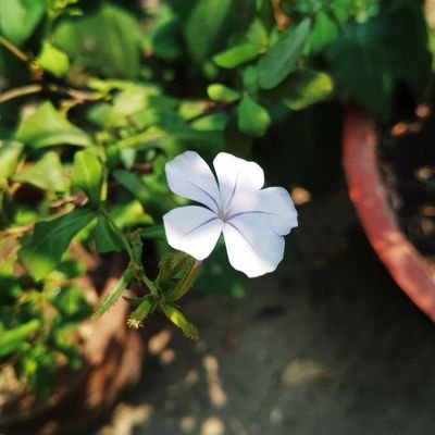 AdarshAchu889's profile picture. 