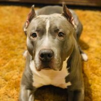 Greg Richardson (@pap_greg) 's Twitter Profile