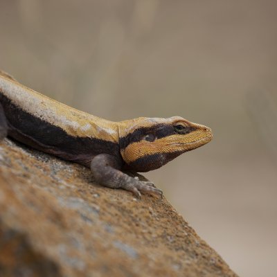 Maria Thaker, at CES, Indian Institute of Science. Lizards, Physiology, Behaviour, Colour, Urbanisation, Movement Ecology, Nutrition.