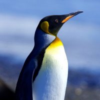 Allison J (@chocal99) 's Twitter Profile