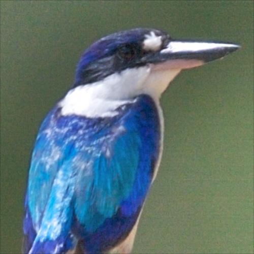 Forest Profile
