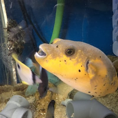まりりん 今日のアカククリです 鬼門の魚のアカククリ 今までの飼育記録は3日 もう3ヵ月が過ぎました 白点病 ピンホールから鰭裂けと色々ありましたが 何とか健在です 海水魚 海水魚飼育 海水魚混泳 大型ヤッコ 小型ヤッコ 60cm まりりん 今日のアカククリです 鬼門の魚のアカククリ 今までの飼育記録は3日 もう3ヵ月が過ぎました 白点病 ピンホールから鰭裂けと色々ありましたが 何とか健在です 海水魚 海水魚飼育 海水魚混泳 大型ヤッコ 小型ヤッコ 60cm