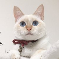 hinata (@nekohinata418) 's Twitter Profile