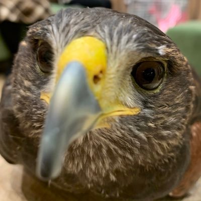 karuforunia1017's profile picture. YouTubeメインでゲーム実況をしている者です！ APEX、モンハン、あつ森、スプラトゥーンetc.....ゲームと多頭飼いの父。