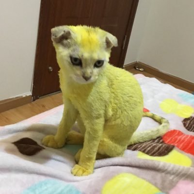宇宙废猫 Robbiel Twitter